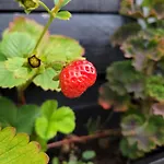 Buutegeweun 3* Sommelsdijk