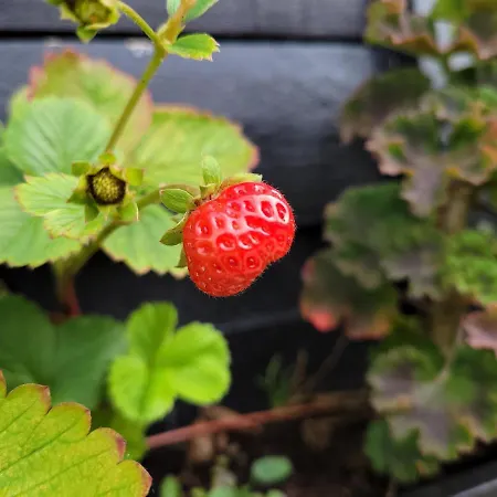 Buutegeweun 3* Sommelsdijk