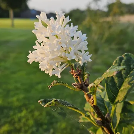 לינה וארוחת בוקר Buutegeweun