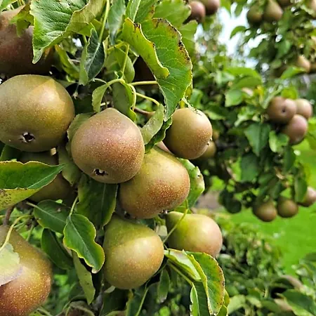 Buutegeweun Sommelsdijk