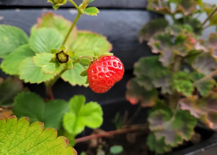 Buutegeweun 3* Sommelsdijk