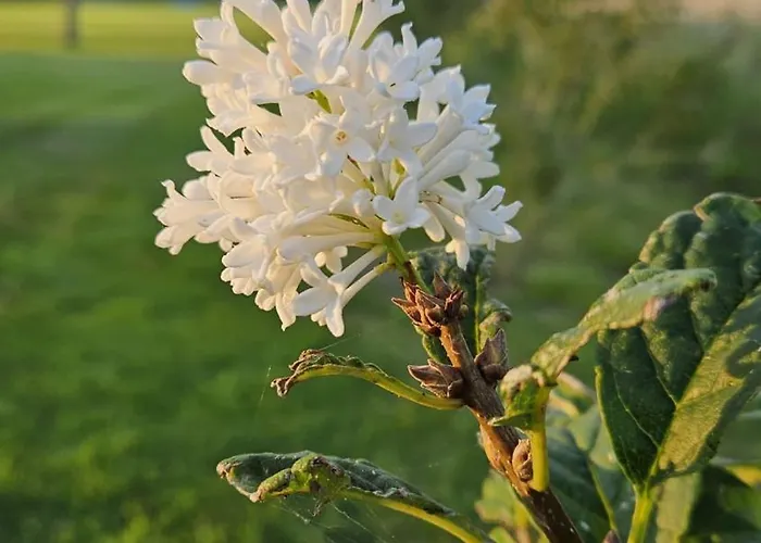 Bed and breakfast Buutegeweun