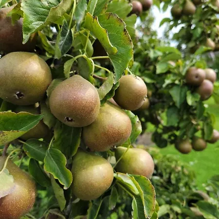 Bed & Breakfast Buutegeweun